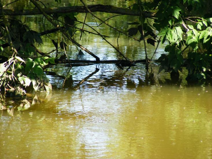 Примощаниця з panoramio.com - Примощаниця