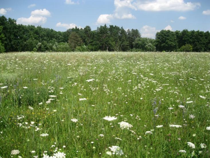 Сокілець з panoramio.com - Сокілець