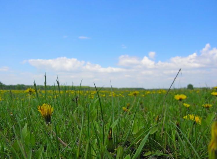 Улянівка з panoramio.com - Улянівка