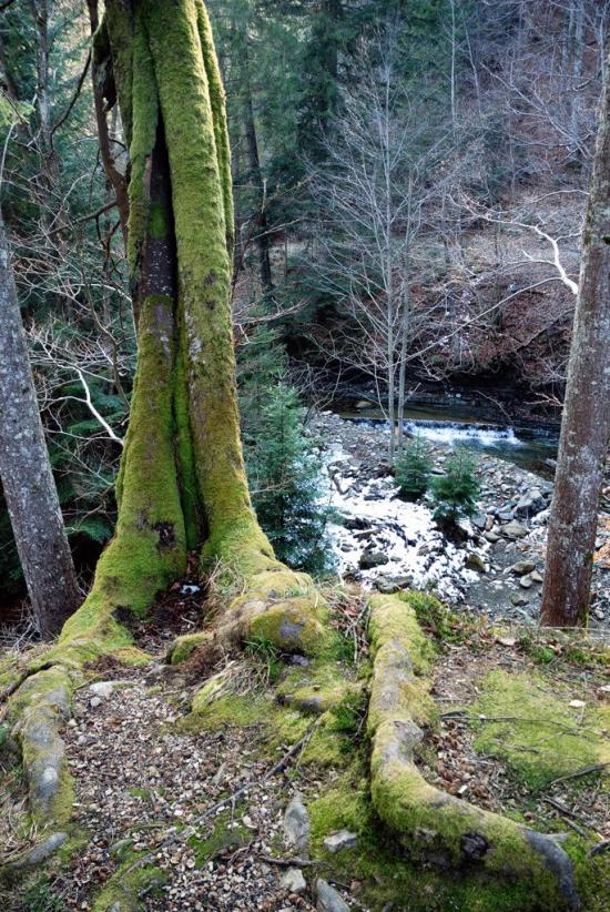 Кричка з panoramio.com - Кричка