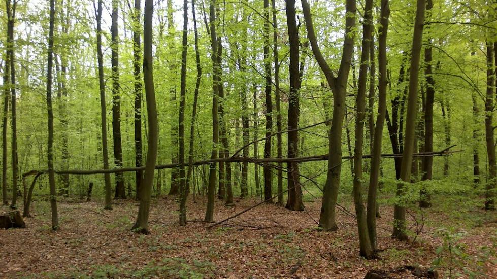 Заріччя з panoramio.com - Заріччя