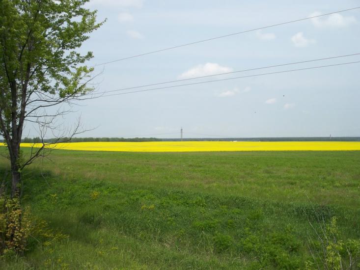 Скибин з panoramio.com - Скибин