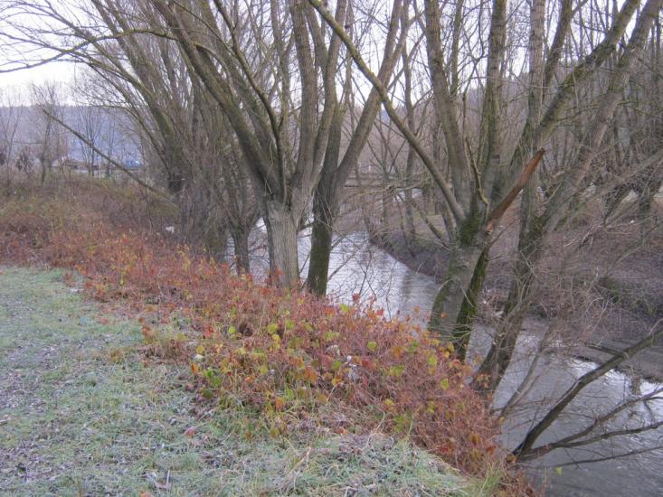 Золота Липа з panoramio.com - Золотая Липа