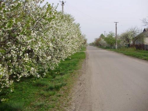 Булахівка з panoramio.com - Булаховка