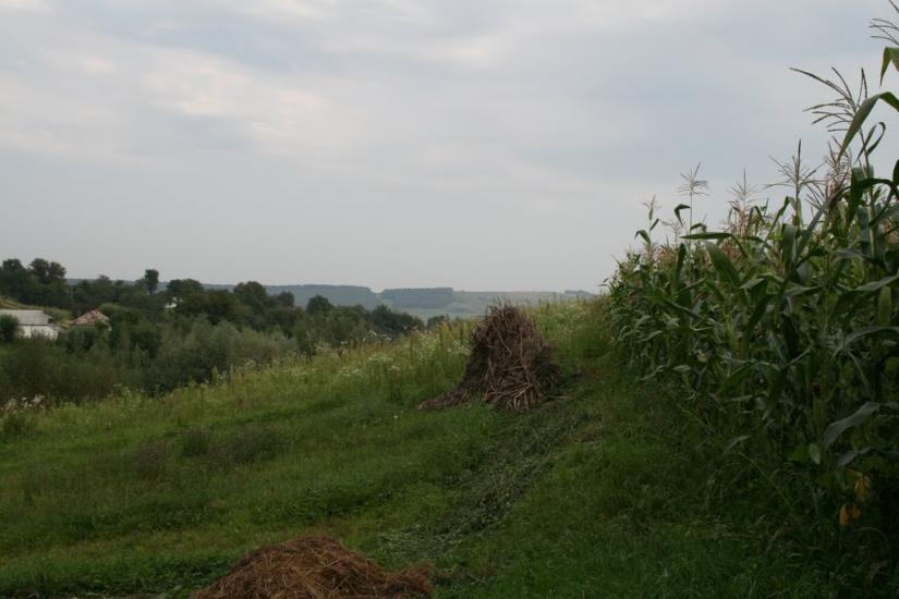 Тарасівці з panoramio.com - Тарасовцы