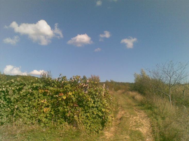 Холмовець з panoramio.com - Kholmovets