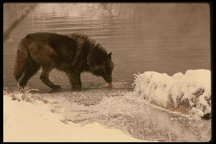 природа Біловарців - Біловарці