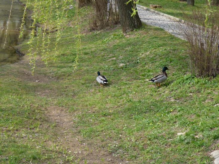 Виноградів з panoramio.com - Vynogradiv