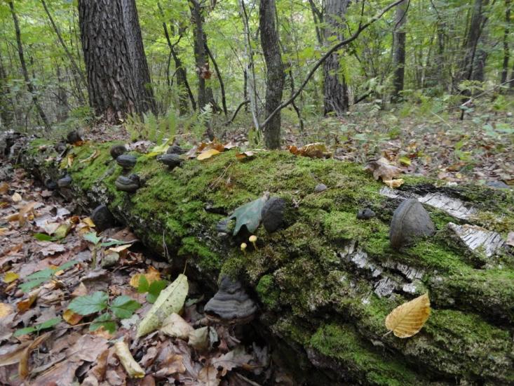 Звози з panoramio.com - Звозы