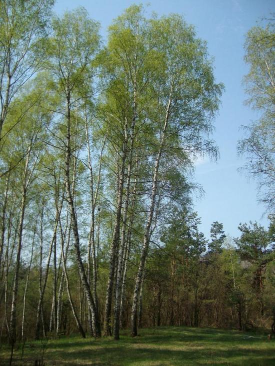 Старий Мерчик з panoramio.com - Старий Мерчик