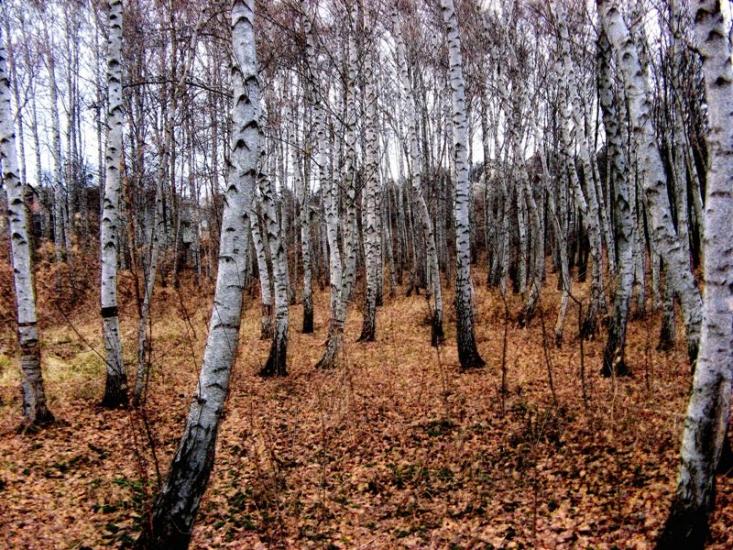 Високий з panoramio.com - Високий