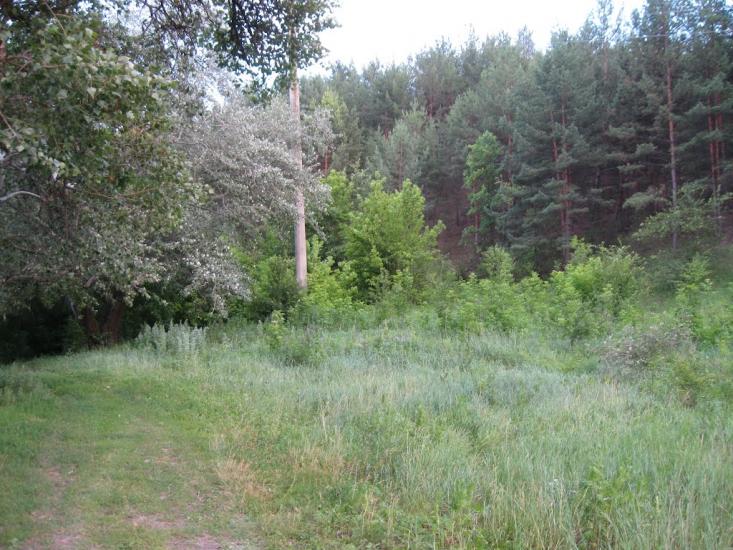 Пискунівка з panoramio.com - Pyskunivka