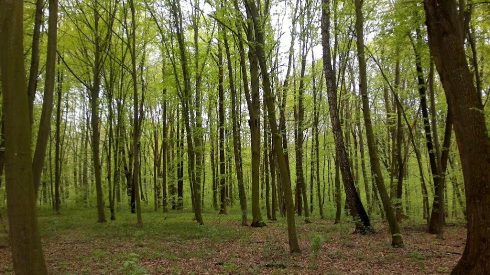 Плоска з panoramio.com - Плоска