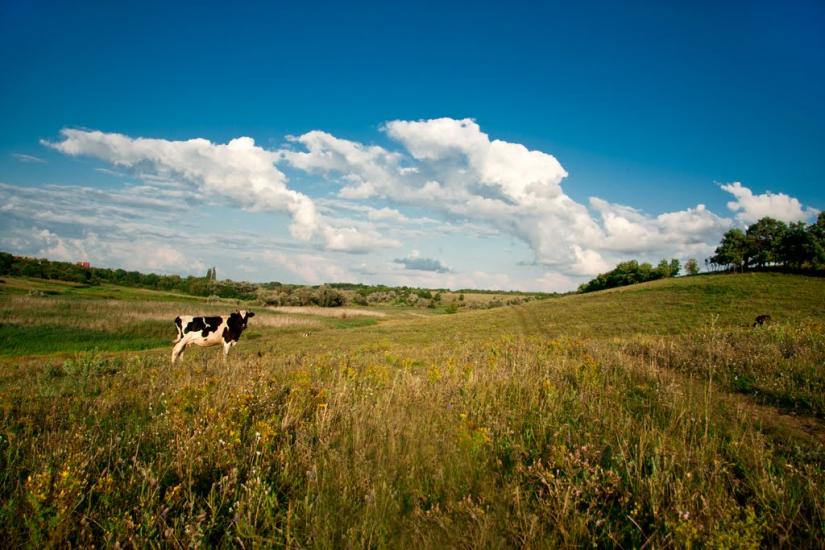 Созонівка з panoramio.com - Созоновка