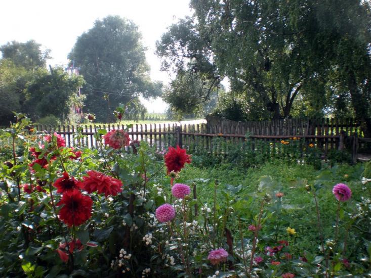 Облапи з panoramio.com - Oblapy