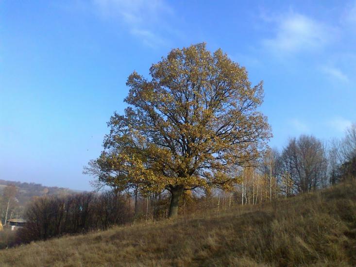 Вербовець з panoramio.com - Verbovets