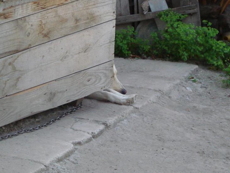 Кривичі з panoramio.com - Кривичі