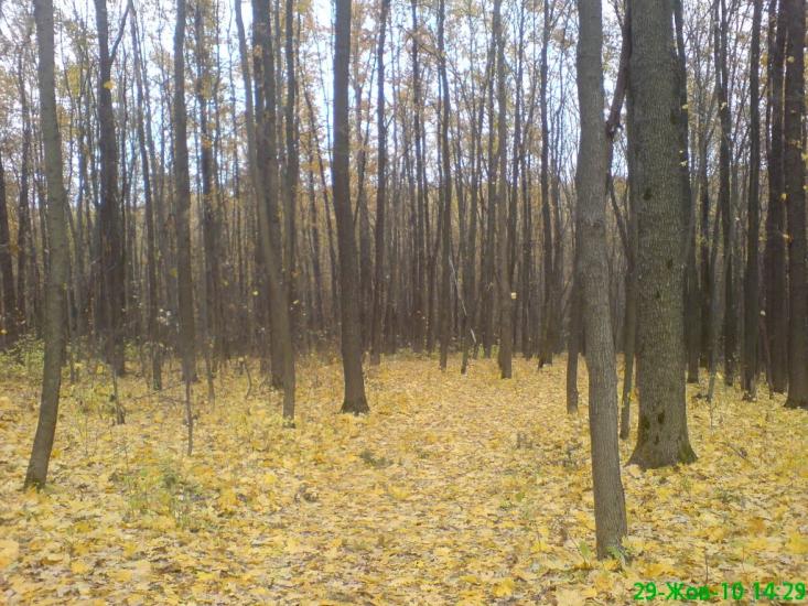 Старий Мерчик з panoramio.com - Старий Мерчик