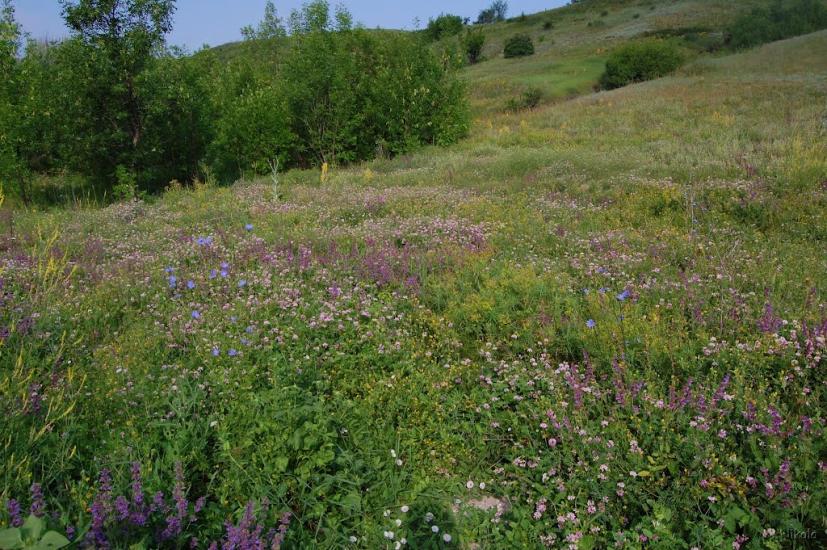 Пристине з panoramio.com - Пристине