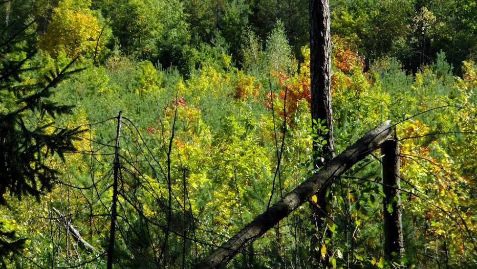 Нова Мощаниця з panoramio.com - Новая Мощаница