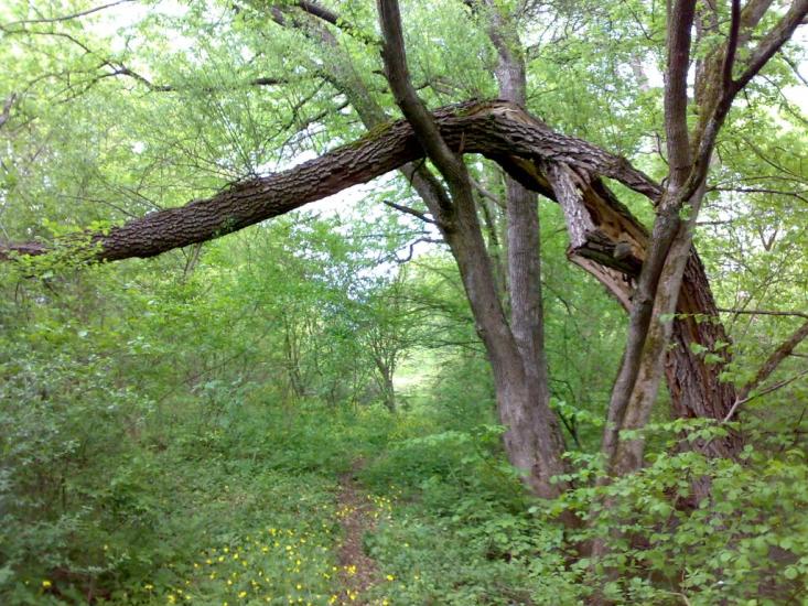 Піонерське з panoramio.com - Пионерское