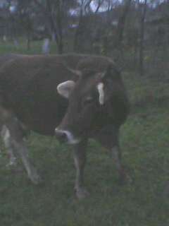 Лецовиця - Лецовиця