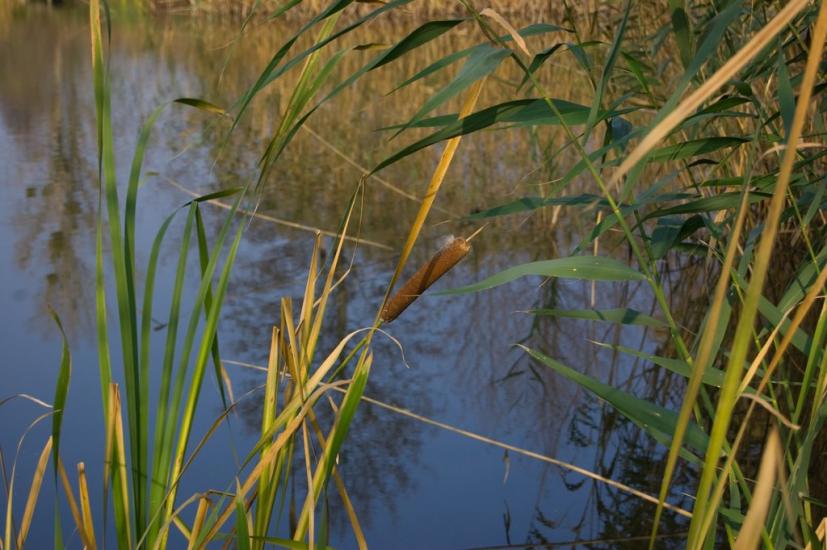 Високий з panoramio.com - Высокий