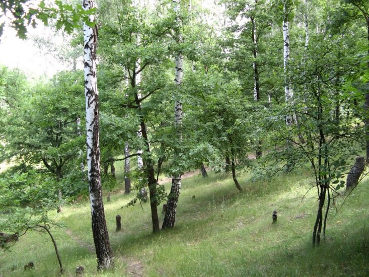 Малий Вистороп з panoramio.com - Малый Выстороп