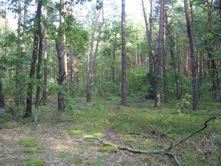Турійськ з panoramio.com - Турийск