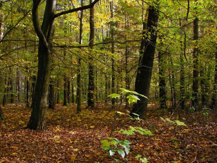 Миропіль з panoramio.com - Мирополь