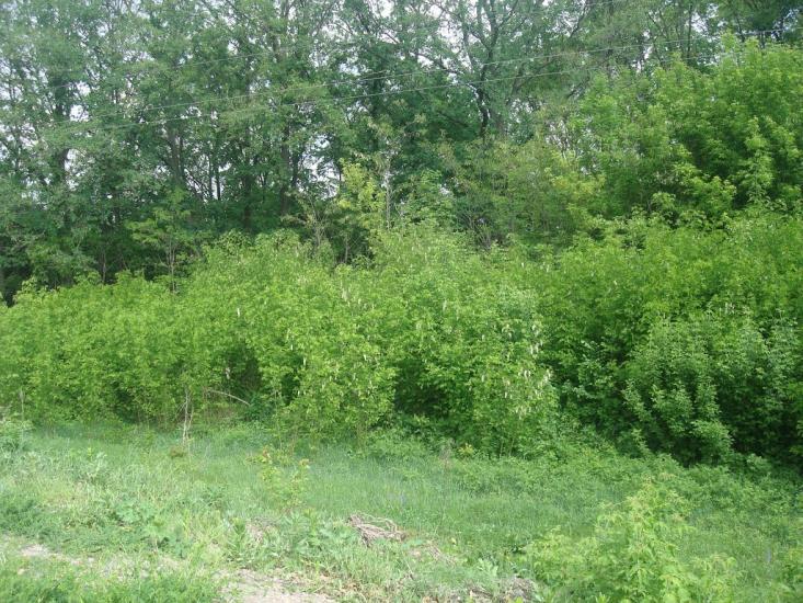 Нестерівці з panoramio.com - Нестерівці
