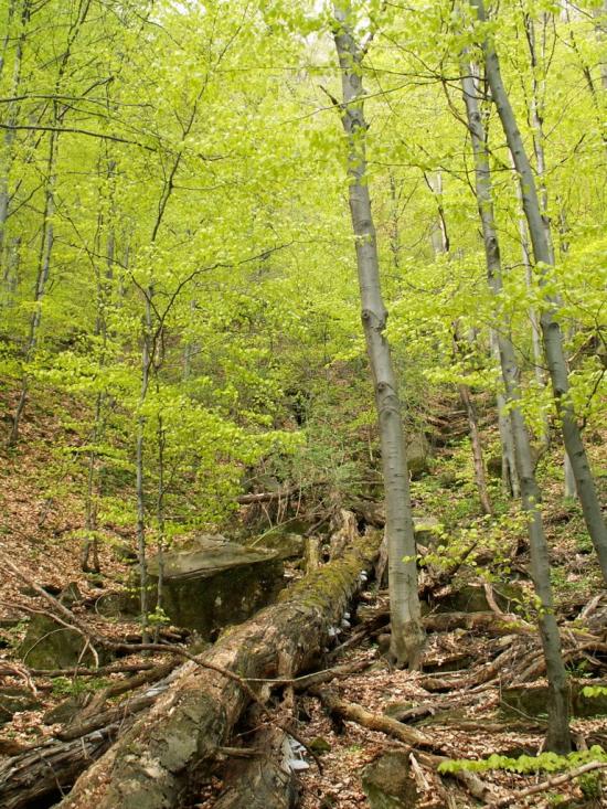 Руський Мочар з panoramio.com - Русский Мочар