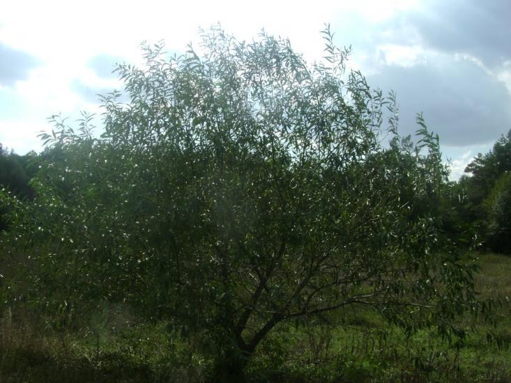 Березань з panoramio.com - Berezan