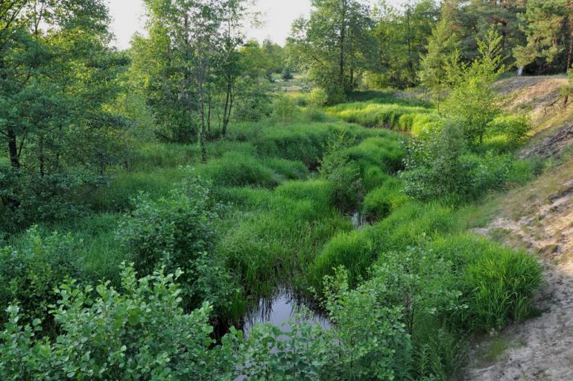 Рудня-Шпилівська з panoramio.com - Рудня-Шпилевская