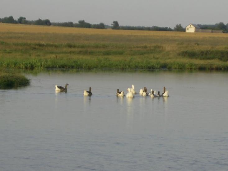 Кущинці з panoramio.com - Кущинцы