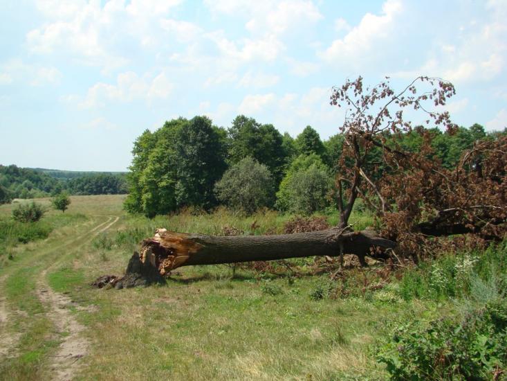 Рогізна з panoramio.com - Рогозна
