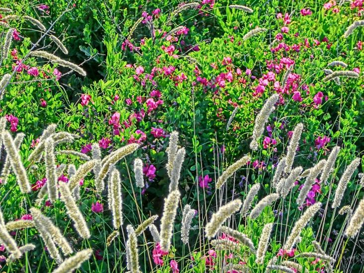 Балахівка з panoramio.com - Балаховка