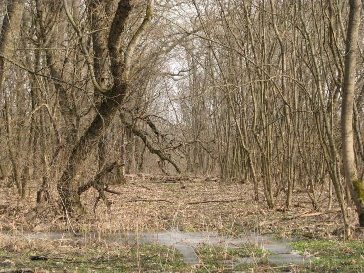 Підлісне з panoramio.com - Pidlisne