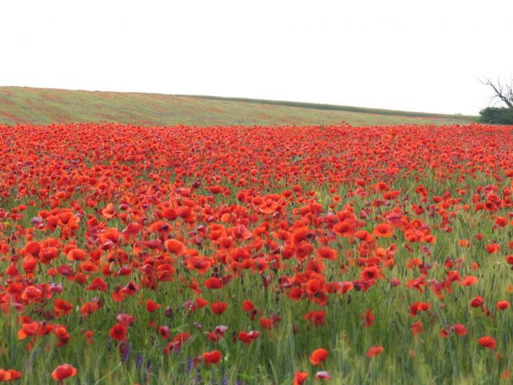 Осички з panoramio.com - Осички