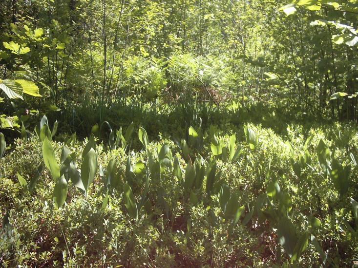 Коцюри з panoramio.com - Коцюри