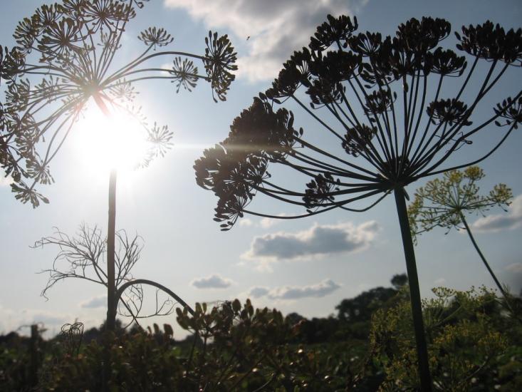 Іванопіль з panoramio.com - Іванопіль