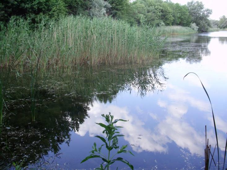 Балахівка з panoramio.com - Балаховка