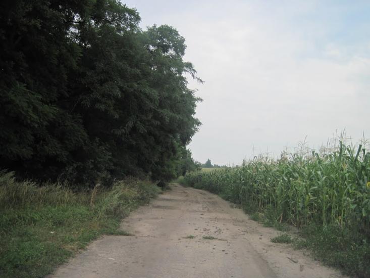 Павлиш з panoramio.com - Павлиш