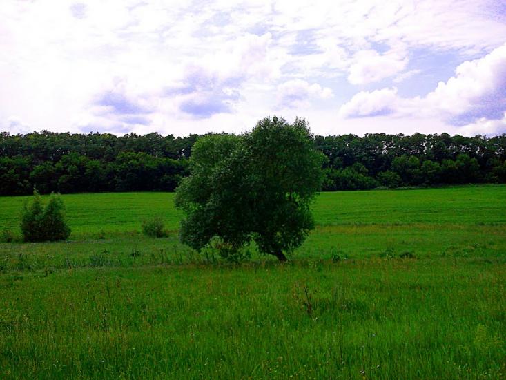 Тарасівка з panoramio.com - Tarasivka