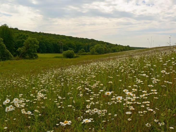 Сніжки з panoramio.com - Сніжки