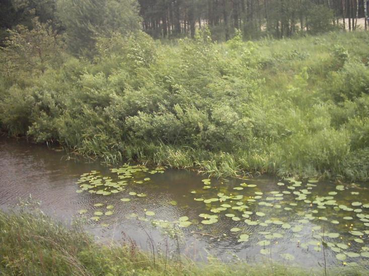 Лисняки з panoramio.com - Лисняки