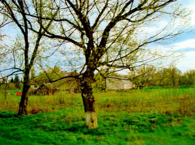Тараща з panoramio.com - Тараща