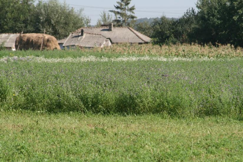 Тарасівці з panoramio.com - Тарасовцы