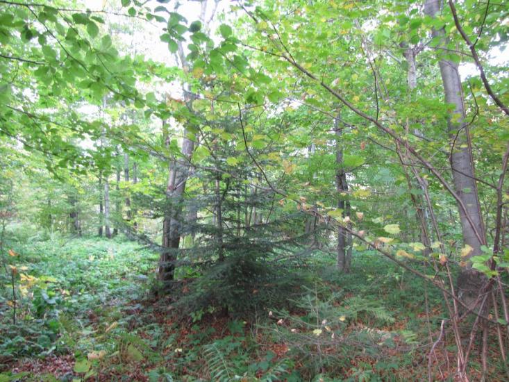 Опака з panoramio.com - Opaka