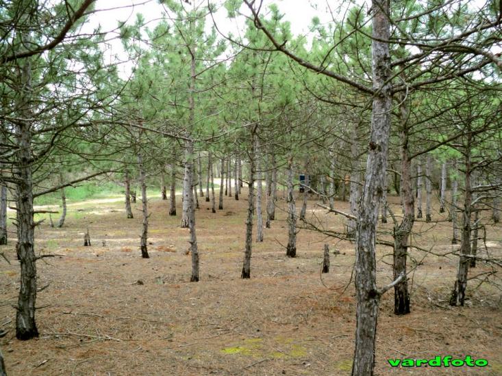 Пісочне з panoramio.com - Пісочне